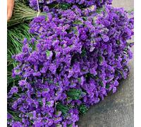 Non ti scordar di me - Myosotis Sylvatica da giardino semi selvatici giardino decorazione estremamente resistente tagliati semi 400pcs