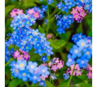 Non ti scordar di me - Myosotis Sylvatica decorazione balcone giardino resistenti semi di selvatici vaso resistenti selvatiche 200pcs