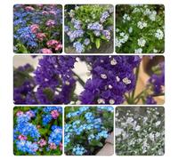 Non ti scordar di me - Myosotis Sylvatica Decorazione balcone serra semi selvatici giardino semi decorazione estremamente resistente 500pcs