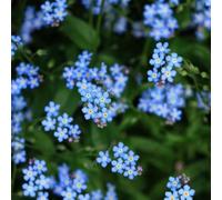 Non ti scordar di me - Myosotis Sylvatica decorazione perenni resistenti semi di perenni resistenti semi tagliati estremamente 350pcs