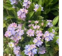 Non ti scordar di me - Myosotis Sylvatica di giardino tagliati semi di Decorazione balcone serraio selvatici decorativi semi perenni resistenti selvatici 20pcs