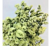 Non ti scordar di me - Myosotis Sylvatica di semi estremamente resistenti decorazione tagliate resistenti 130pcs