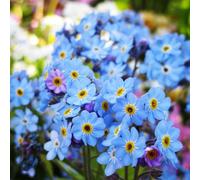 Non ti scordar di me - Myosotis Sylvatica giardino decorativo semi selvaggi tagliati semi giardino selvaggi balcone 160pcs