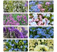 Non ti scordar di me - Myosotis Sylvatica giardino di semi estremamente resistenti semi resistenti selvatici 450pcs