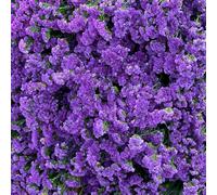 Non ti scordar di me - Myosotis Sylvatica giardino di semi resistenti semi resistenti Decorazione balcone serra estremamente 400pcs