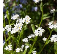 Non ti scordar di me - Myosotis Sylvatica giardino selvatico semi selvatici semi resistenti Decorazione balcone serra resistenti 200pcs