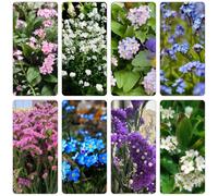 Non ti scordar di me - Myosotis Sylvatica perenni resistenti estremamente resistenti riverdimento tetti semi selvatici semi primavera 150pcs