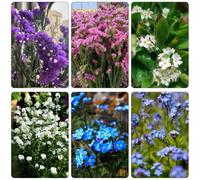 Non ti scordar di me - Myosotis Sylvatica perenni resistenti semi di tagli di primavera giardino estremamente resistenti decorazione copertura del suolo 150pcs