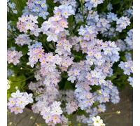 Non ti scordar di me - Myosotis Sylvatica perenni resistenti semi selvatici Decorazione balcone serratura primavera tagliati decorativi semi selvatici giardino 20pcs