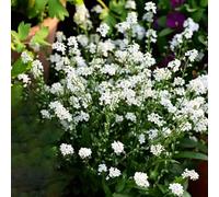 Non ti scordar di me - Myosotis Sylvatica resistenti da giardino semi biologici semi selvatici Decorazione balcone 200pcs