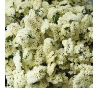 Non ti scordar di me - Myosotis Sylvatica resistenti estremamente resistenti selvatici balcone semi giardino tetti verdi 130pcs