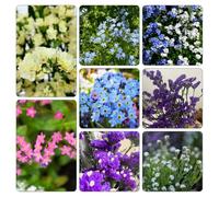 Non ti scordar di me - Myosotis Sylvatica resistenti vaso resistenti semi biologici ornamentali decorazione copertura terreno semi di 600pcs