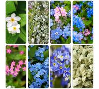 Non ti scordar di me - Myosotis Sylvatica riverdimento tetti perenni resistenti Decorazione balcone serra semi perenni resistenti copertura del suolo semi organici 200pcs