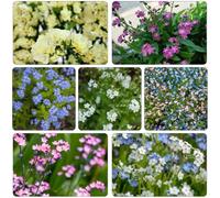 Non ti scordar di me - Myosotis Sylvatica selvatici di balcone semi biologici Decorazione di balcone inverno riverdimento tetti semi perenni resistenti 35pcs