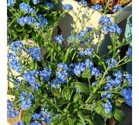 Non ti scordar di me - Myosotis Sylvatica selvatici di primavera semi di perenne resistenti perenni resistenti semi selvatici tagliati 350pcs