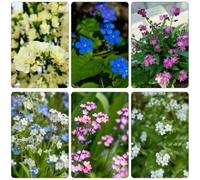 Non ti scordar di me - Myosotis Sylvatica semi decorativi primavera selvatici balcone tagliati copertura del suolo giardino estremamente resistente 35pcs