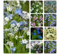 Non ti scordar di me - Myosotis Sylvatica semi di copertura del suolo perenni resistenti di primavera semi selvatici riverdimento tetti perenni resistenti 35pcs