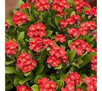 Non ti scordar di me Myosotis Sylvatica semi di Decorazione balcone resistenti balcone giardino decorativi decorazione 250pcs