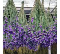 Non ti scordar di me - Myosotis Sylvatica semi di perenne resistenti di primavera copertura del suolo perenne resistenti semi selvatici giardino 70pcs