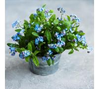 Non ti scordar di me - Myosotis Sylvatica semi di resistenti tagliati semi di selvaggio Decorazione balcone serra selvaggio decorativi balcone soffitti 35pcs