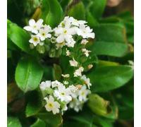 Non ti scordar di me - Myosotis Sylvatica semi resistenti decorazione giardino decorativi Decorazione balcone serra 300pcs