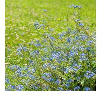 Non ti scordar di me - Myosotis Sylvatica semi selvatici biologici resistenti balcone semi selvatici tetti verdi giardino decorazione 160pcs