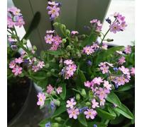 Non ti scordar di me - Myosotis Sylvatica semi selvatici di balcone semi selvatici estremamente resistenti Decorazione balcone serra primavera 1500pcs