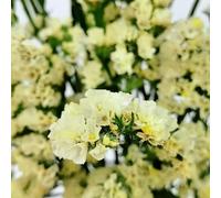 Non ti scordar di me - Myosotis Sylvatica semi selvatici estremamente resistenti tagliati semi selvatici organici resistenti 130pcs