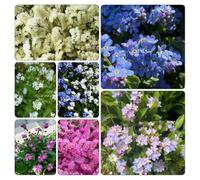 Non ti scordar di me - Myosotis Sylvatica semi selvatici resistenti giardino resistenti estremamente 550pcs
