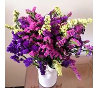 Non ti scordar di me - Myosotis Sylvatica semi selvatici semi biologici Decorazione balcone serra selvatici perenni resistenti perenni resistenti giardino 250pcs