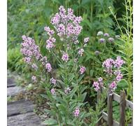 Non ti scordar di me - Myosotis Sylvatica semi tagliati estremamente resistenti Decorazione balcone serra 20pcs