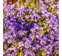 Non ti scordar di me Myosotis Sylvatica semi tagliati resistenti Decorazione balcone 20pcs