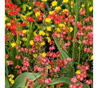Non ti scordar di me Myosotis Sylvatica soffitti da giardino resistenti semi resistenti 200pcs