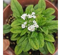 Non ti scordar di me - Myosotis Sylvatica soffitti verdi silvestri decorativi silvestri balcone semi di decorazione resistenti 300pcs