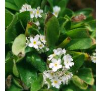 Non ti scordar di me - Myosotis Sylvatica tagliati di semi da giardino selvatici tetti verdi semi biologici 300pcs