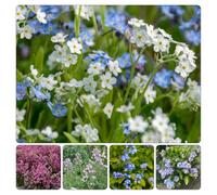 Non ti scordar di me - Myosotis Sylvatica tetti verdi resistenti decorazione resistenti giardino semi di selvatici selvatici 450pcs