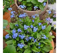 Non ti scordar di me - Myosotis Sylvatica tetti verdi resistenti tagliati selvaggi resistenti di giardino Decorazione balcone serra semi 350pcs