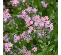 Non ti scordar di me - tappezzante resistente Aiuole rialzate per il giardino d'appartamento esotiche interno giardino sul balcone 150semi