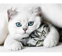 Norimpex - Puzzle Quadro diamant: Gatto segreto 30x40cm - 1-39 Pezzi
