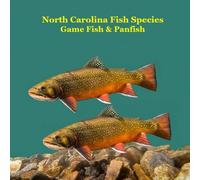 North Carolina Game Fish and Panfish Species Kids Book: Great Book About the Different Types of Fish in North Carolina