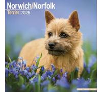 Norwich/Norfolk Terrier 2025 Square Wall Calendar | Dog Breed Calendar