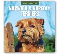 Norwich Terrier und Norfolk Terrier 2027 - 16-Monatskalender: Original Red Robin Publishing Ltd-Kalender [Mehrsprachig] [Kalender]