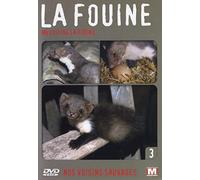 Nos voisins sauvages : La fouine : Ma voisine la fouine