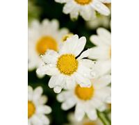 Note book: Daily planner for all the things so often forgotten