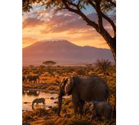 Notebook: A4 Safari 120 page Notebook/Composition Book