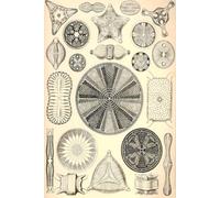 Notebook: Diatom Inspired Scientific Design, 100 Pages 6 x 9 Wide Ruled Lined Pages Journal Diary For Students, Science Lovers, Perfect For Notes, Writing, Sketching, And Daily Ideas.