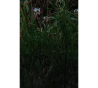 notebook Inside is white, 120 pages, size 6" x 9", lined, for students, colleges, universities, offices and normal people.