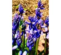 Notebook To Write In: Soft Cover With Natural Photo With Flowers, 110 Pages, 6" x 9" Inches.