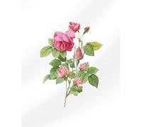 Notebook With Rose Flowers and White Background: Flowers of Summer