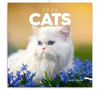 NOTIQUE Calendario da parete 2026 gatti, calendario opuscolo con calendario mensile, calendario opuscolo, calendario profumato, 30 x 30 cm (30 x 60 cm)
